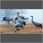 A meeting of cranes.